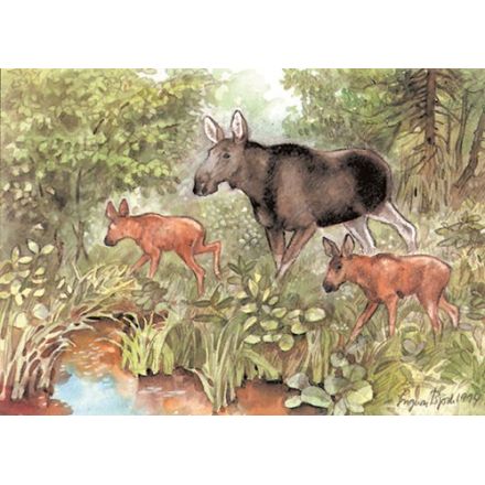 Älgko med kalvar A4