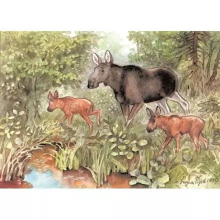 Älgko med kalvar A4