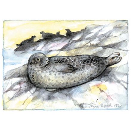 Knubbsäl, Bohuslän