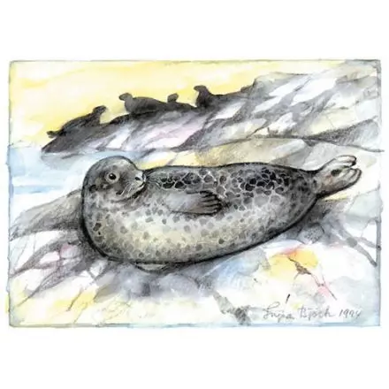 Knubbsäl, Bohuslän