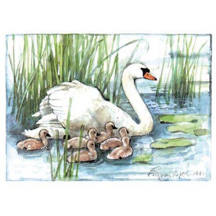 Knölsvan, Östergötland