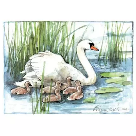 Knölsvan, Östergötland