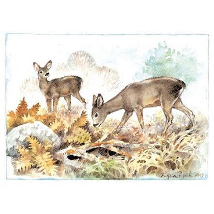 Rådjur, Västmanland