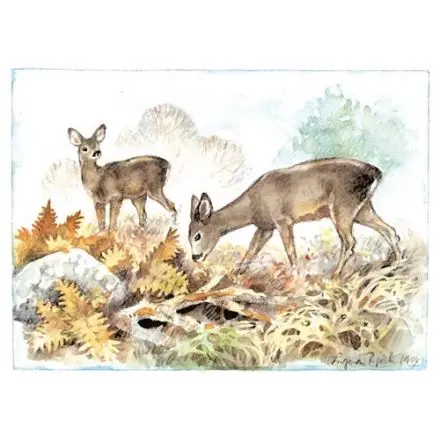 Rådjur, Västmanland