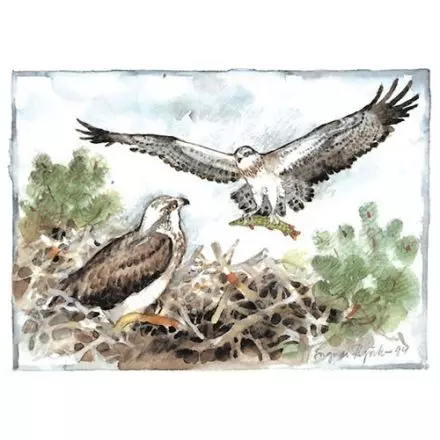 Fiskgjuse, Södermanland