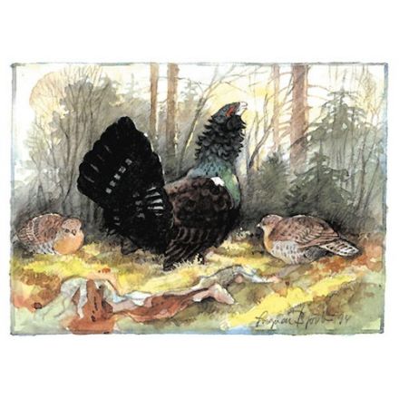 Tjäder, Gästrikland