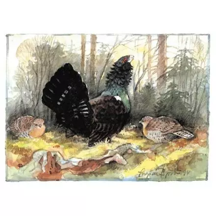 Tjäder, Gästrikland