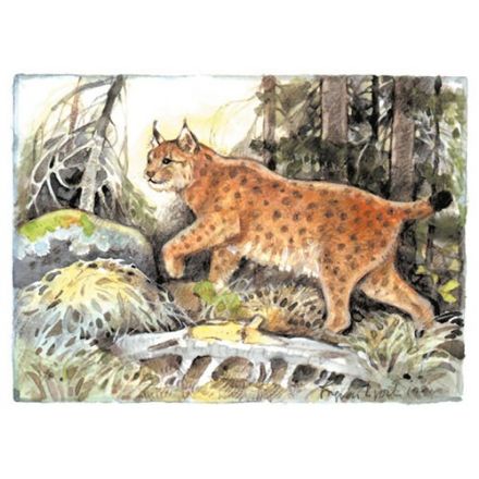 Lodjur, Hälsingland