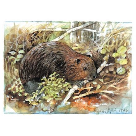 Bäver Ångermanland