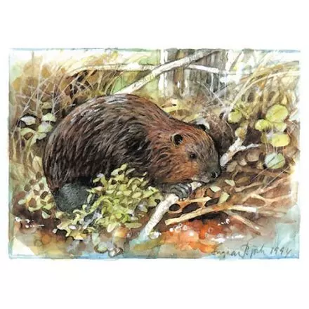 Bäver Ångermanland