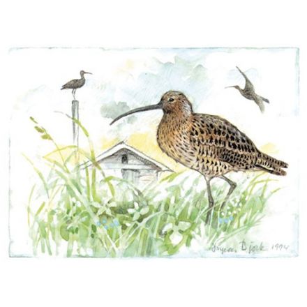 Storspov, Västerbotten