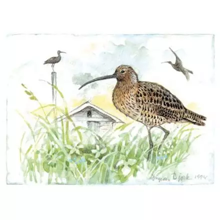 Storspov, Västerbotten