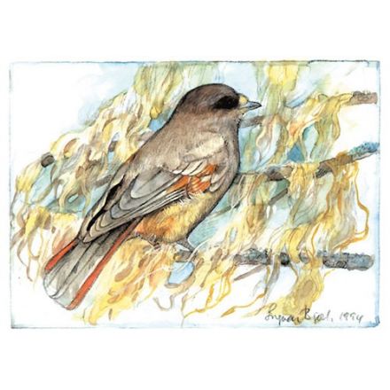 Lavskrika, Västerbotten