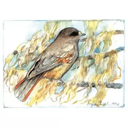 Lavskrika, Västerbotten