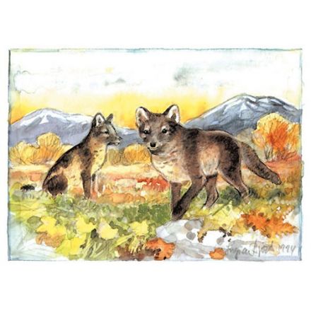 Fjällräv, Lappland