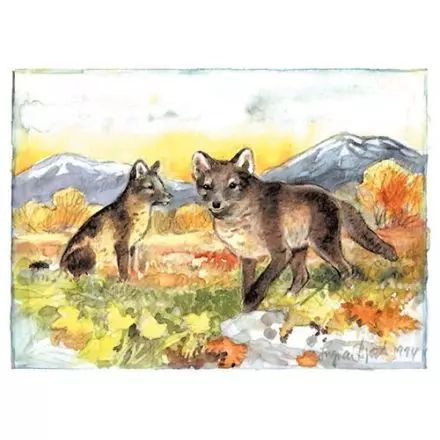 Fjällräv, Lappland