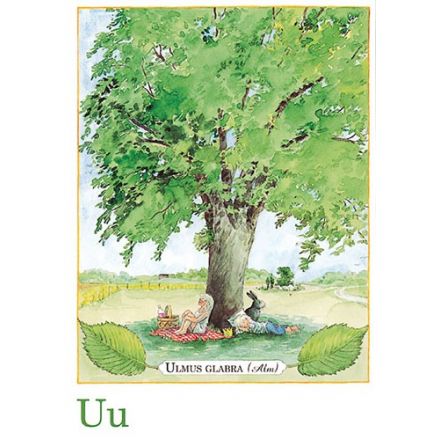 Ulmus glabra, Majas alfabet