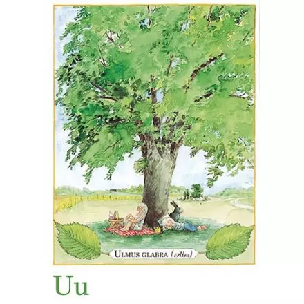 Ulmus glabra, Majas alfabet