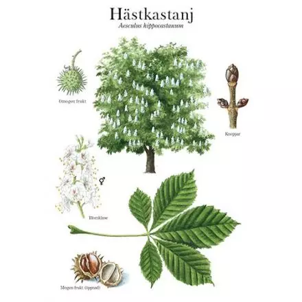 Hästkastanj