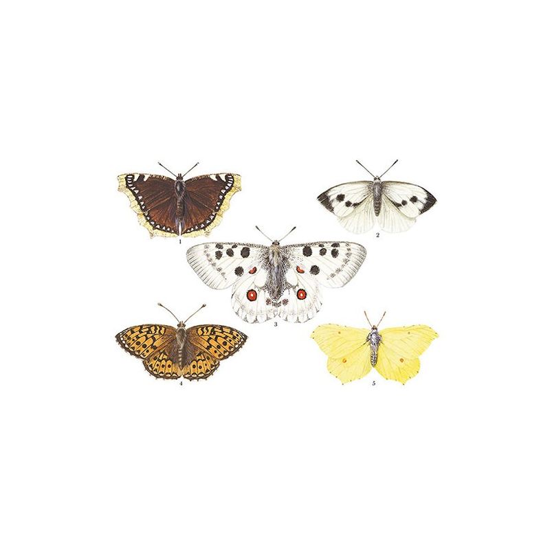 Dagfjärilar