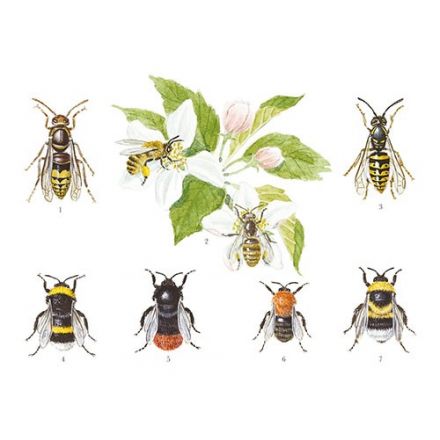 Bålgeting, bi, geting