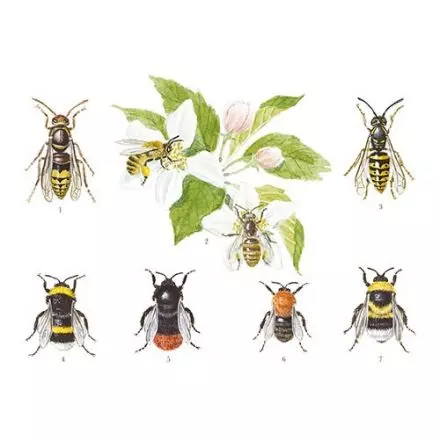 Bålgeting, bi, geting