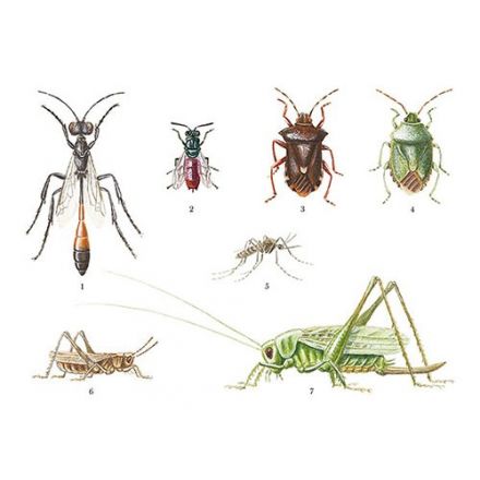 Sandstekel, guldstekel