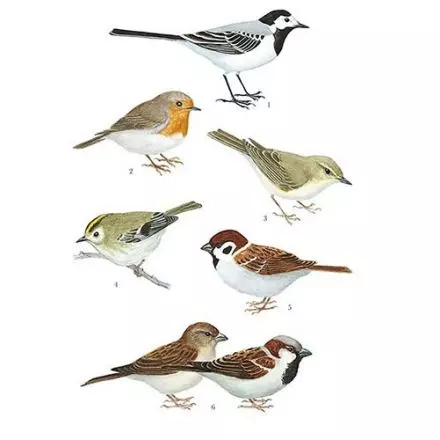 Sädesärla, rödhake