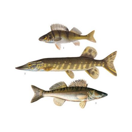 Abborre, gädda, gös