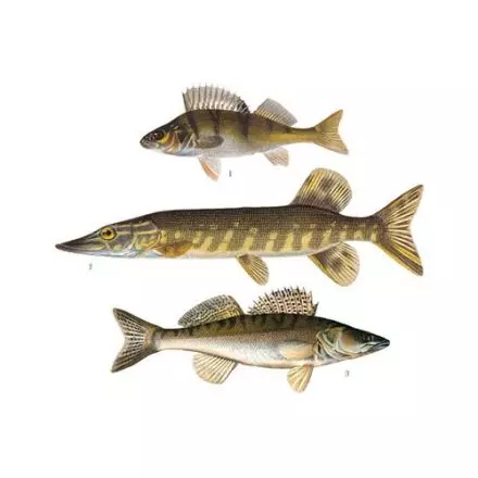 Abborre, gädda, gös