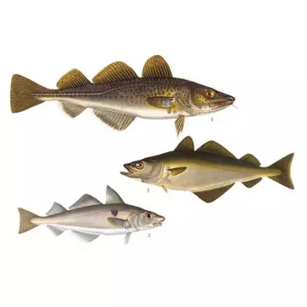 Torskartade fiskar 1