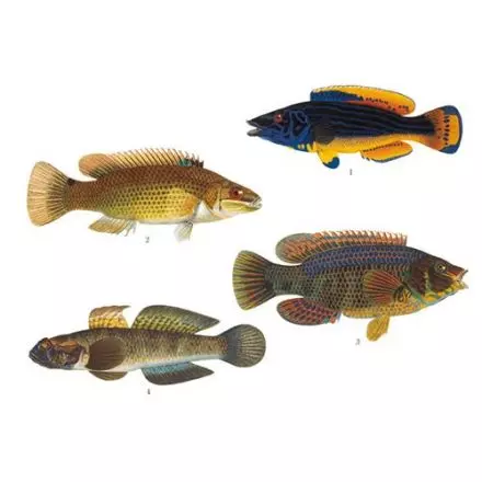 Abborartade fiskar 1