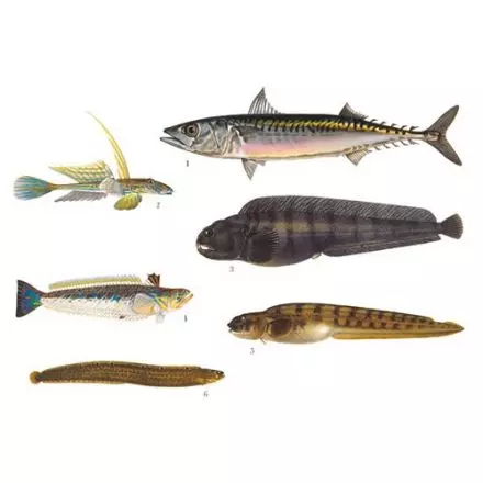 Abborrartade fiskar 2