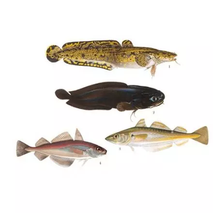 Torskartade fiskar 2