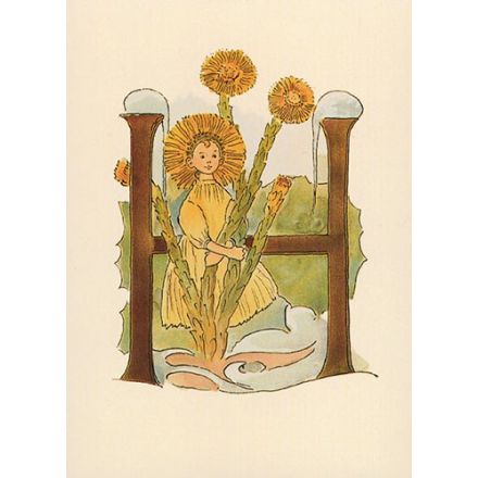 Hästhovsört, Adelborg