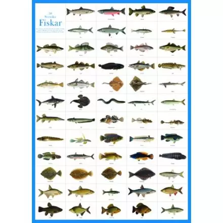 Svenska fiskar A4