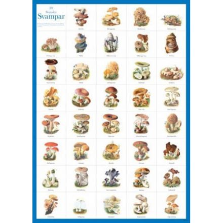 Svenska svampar A4