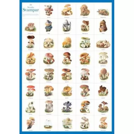 Svenska svampar A4