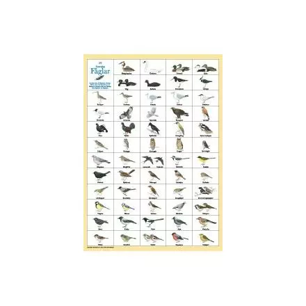 Svenska fåglar A4