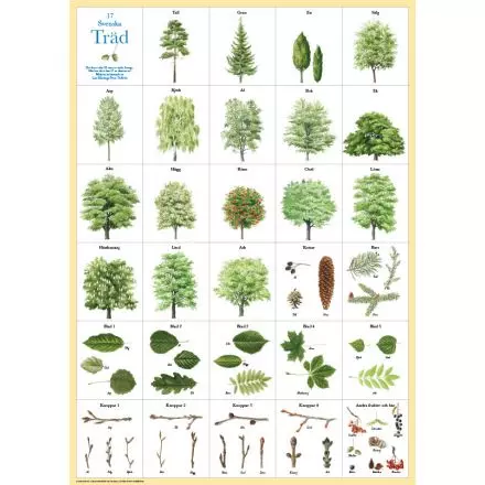 Svenska träd affisch