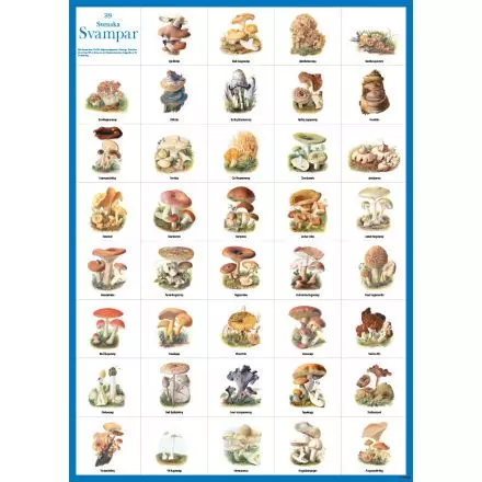 Svenska svampar affisch