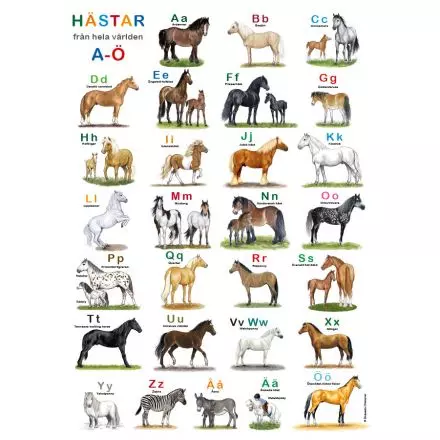 Hästar ABC affisch