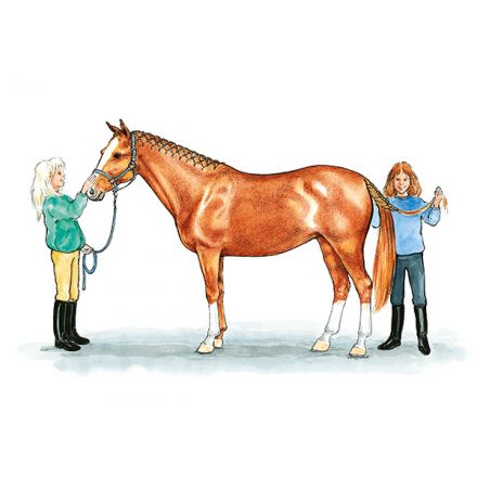 Hästens kroppsdelar A4