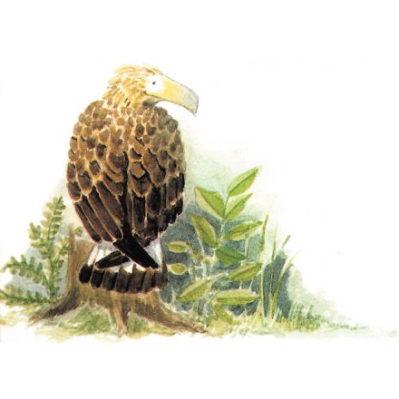 Örjan, den höjdrädda örnen