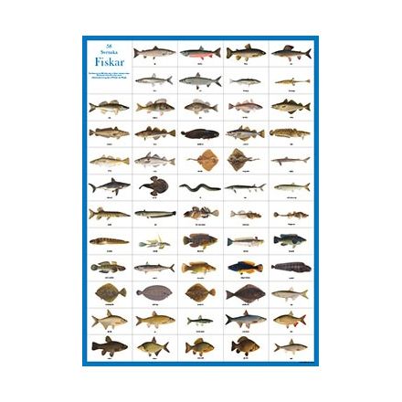 Svenska fiskar affisch