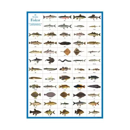 Svenska fiskar affisch