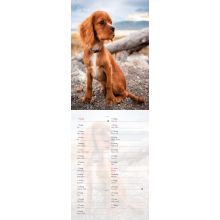 Hundkalender 2026