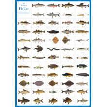Svenska fiskar affisch