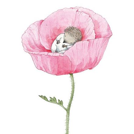 Lilla Kotten (Rosen)