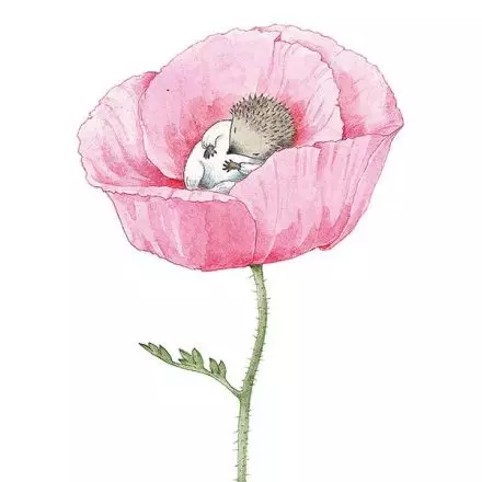 Lilla Kotten (Rosen)